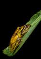 203 Sipurio or olive snouted treefrogs (Scinax elaeochroa) - Costa Rica