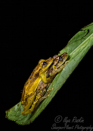 203 Sipurio or olive snouted treefrogs (Scinax elaeochroa) - Costa Rica