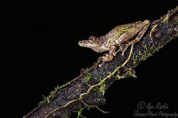 199 Boulengers long-snouted treefrog (Scinax boulengeri) - Costa Rica