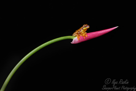 205 Hourglass treefrog (Dendropsophus ebraccatus) - Costa Rica