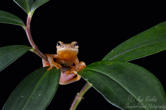204 San Carlos treefrog (Dendropsophus phlebodes) - Costa RIca