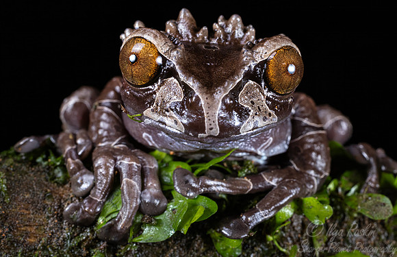 206 Spiny-headed or coronated tree frog (Triprion spinosus) - Costa Rica