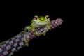 209 Reticulated glass frog or La Palma glass frog (Hyalinobatrachium valerioi) - Cost Rica