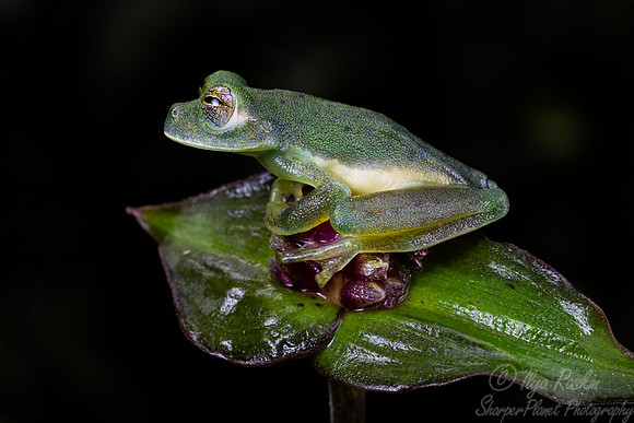 210 Emerald glass frog (Espadarana prosoblepon) - Costa Rica