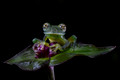 211 Emerald glass frog (Espadarana prosoblepon) - Costa Rica