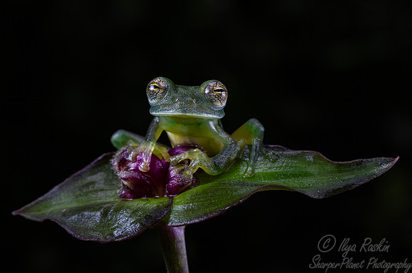 211 Emerald glass frog (Espadarana prosoblepon) - Costa Rica