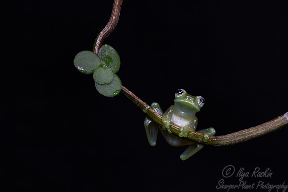 212 Emerald glass frog (Espadarana prosoblepon) - Costa Rica