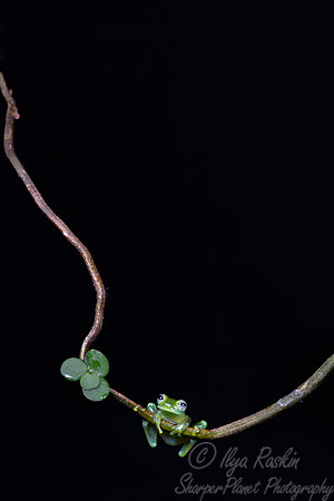 213 Emerald glass frog (Espadarana prosoblepon) - Costa Rica