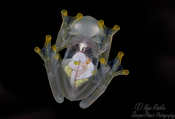 214 Emerald glass frog (Espadarana prosoblepon) - Costa Rica
