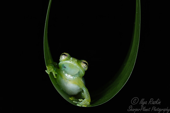 217 Grainy Cochran frog (Cochranella granulosa) - Costa Rica-2