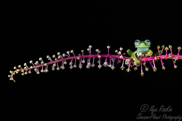 216 Spiky glass Frog (Teratohyla spinosa) - Costa Rica