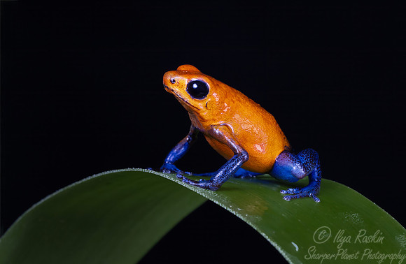 221 Strawberry poison-dart frog (Oophaga pumilio) - Costa Rica