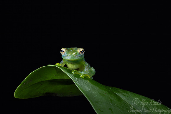 218 Grainy Cochran frog (Cochranella granulosa) - Costa Rica