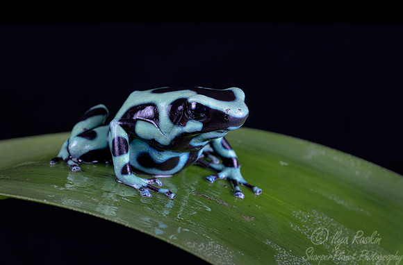 220 Green-and-black poison dart frog (Dendrobates auratus) - COsta Rica