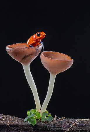 223 Strawberry poison-dart frog (Oophaga pumilio) - Costa Rica