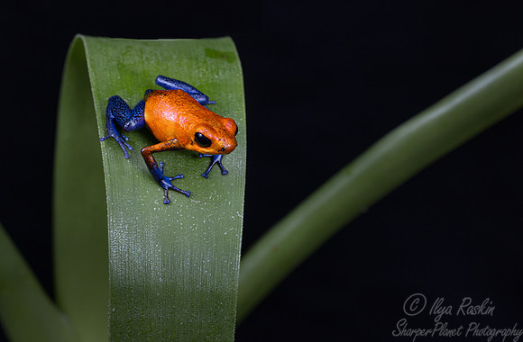 222 Strawberry poison-dart frog (Oophaga pumilio) - Costa Rica