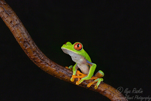 219 Red-eyed tree frog (Agalychnis callidryas) - Costa Rica