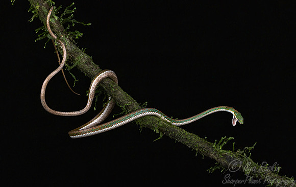 224 Brown or Mexican vine snake (Oxybelis aeneus) - Costa Rica
