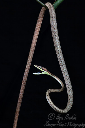 225 Brown or Mexican vine snake (Oxybelis aeneus) - Costa Rica