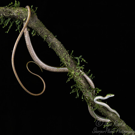 226 Brown or Mexican vine snake (Oxybelis aeneus) - Costa Rica