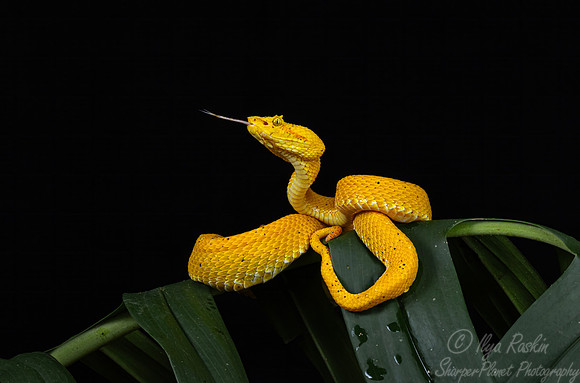 227 Eyelash viper 9Bothriechis schlegelii) - Costa Rica