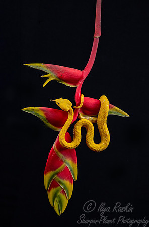 228 Eyelash viper 9Bothriechis schlegelii) - Costa Rica