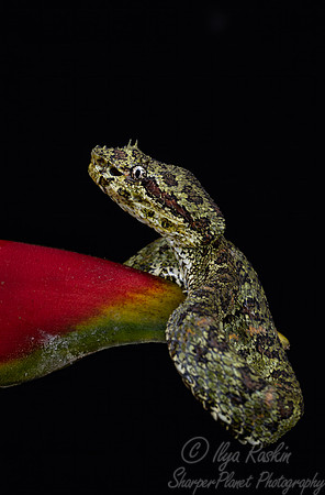 231 Eyelash viper 9Bothriechis schlegelii) - Costa Rica