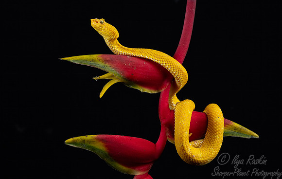 230 Eyelash viper 9Bothriechis schlegelii) - Costa Rica