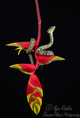 232 Eyelash viper 9Bothriechis schlegelii) - Costa Rica
