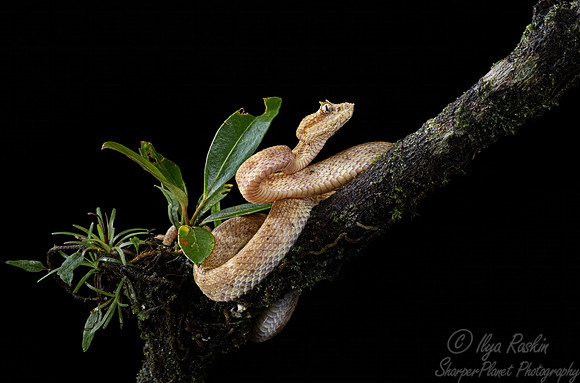 234 Eyelash viper (Bothriechis schlegelii) - Costa Rica