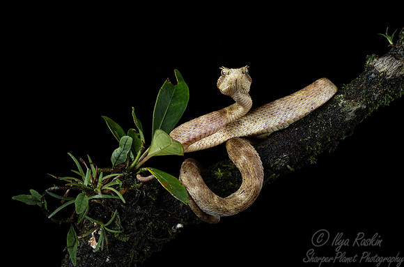 235 Eyelash viper 9Bothriechis schlegelii) - Costa Rica