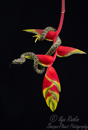 233 Eyelash viper 9Bothriechis schlegelii) - Costa Rica
