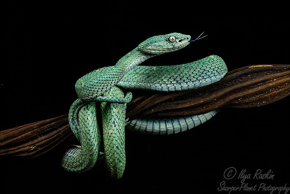 237 Side-striped palm viper (Bothriechis lateralis) - Costa Rica