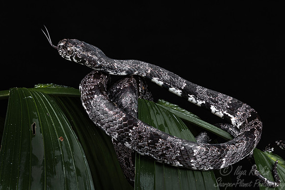236 Cloudy snail-eating snake (Sibon nebulatus) - Costa Rica