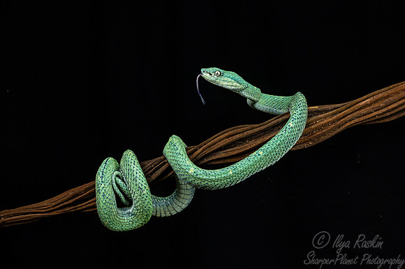 238 Side-striped palm viper (Bothriechis lateralis) - Costa Rica