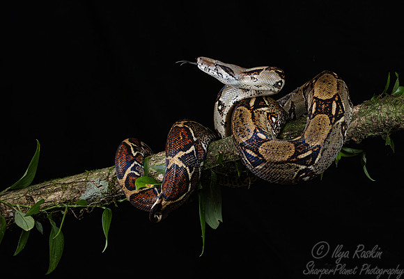 239 Boa constrictor (Boa constrictor) - Costa Rica