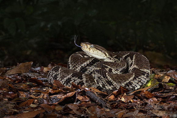 242 Fer-de-lance snake (Bothrops asper) - Costa RIca