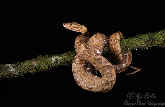 241 Annulated tree boa (Corallus annulatus) - COsta Rica