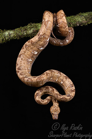 240 Annulated tree boa (Corallus annulatus) - COsta Rica