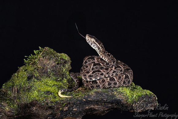 243 Fer-de-lance snake (Bothrops asper) - Costa Rica