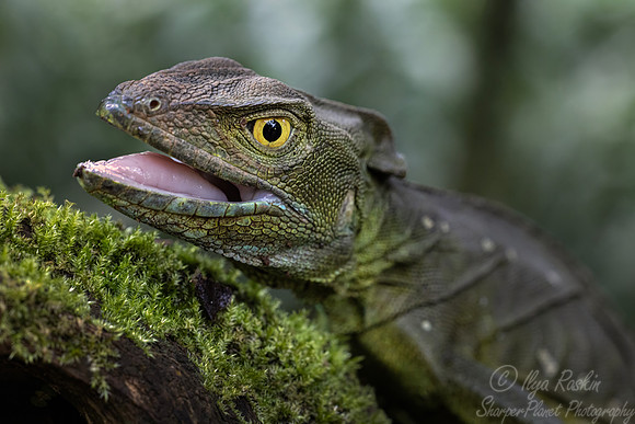 244 Plumed basilisk (Basiliscus plumifrons) - COsta Rica