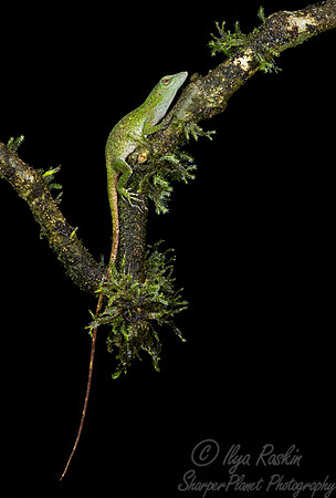 246 Green anole (Anolis carolinensis0 - Costa Rica