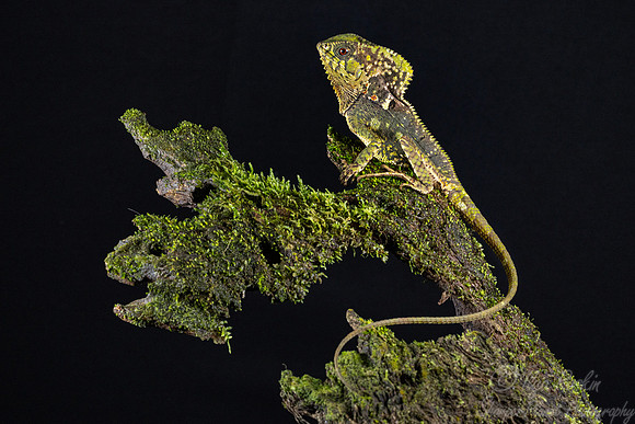 245 Smooth helmeted iguana (Corytophanes cristatus) - Costa Rica