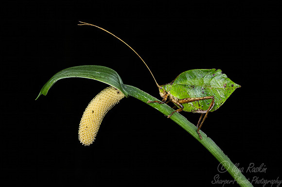 049 Leaf-mimic katydid (Tettigoniidae) - Costa Rica