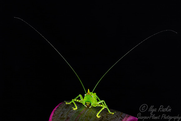 050 Horned katydids (Tettigoniidae) - Costa Rica