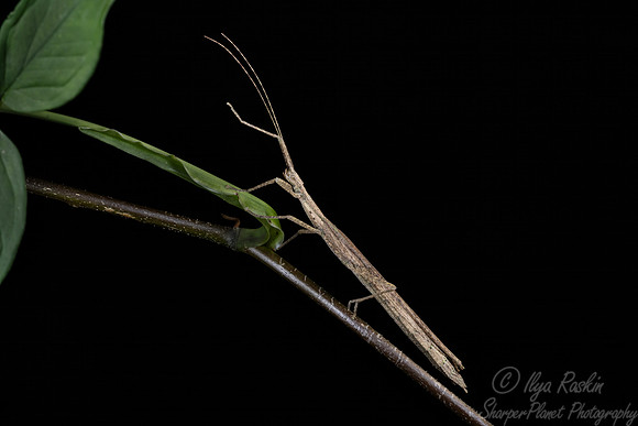 046 Walking stick (Phasmatodea) - Costa RIca