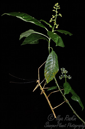 047 Walking stick (Phasmatodea) - Costa RIca