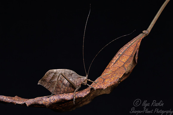 048 Brown leaf mimic katydid (Tettigoniidae) - Costa Rica
