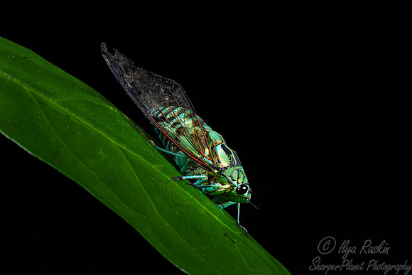 053 Vibrant green cicada (Zammara smaragdina) - Costa Rica