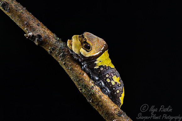 051 Spicebush swallowtail caterpillar (Papilio troilus) - Costa Rica
